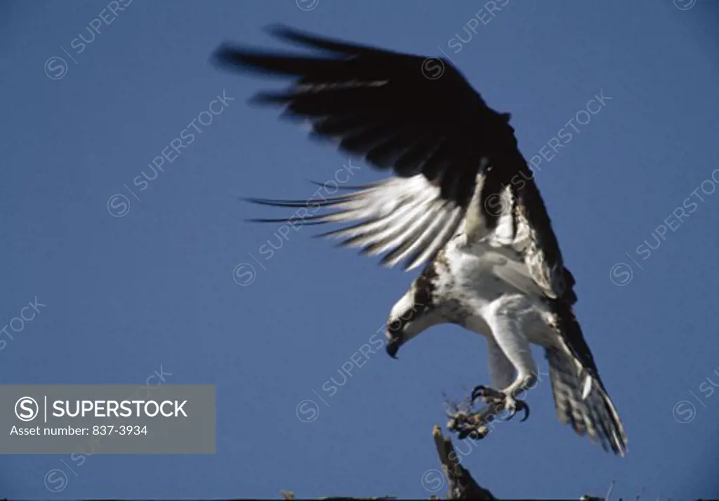 Osprey (Pandion haliaetus) landing on a branch of driftwood