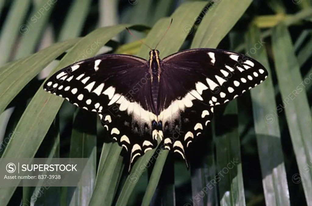 Spicebush Swallowtail butterfly (Papilio troilus) perching on a leaf