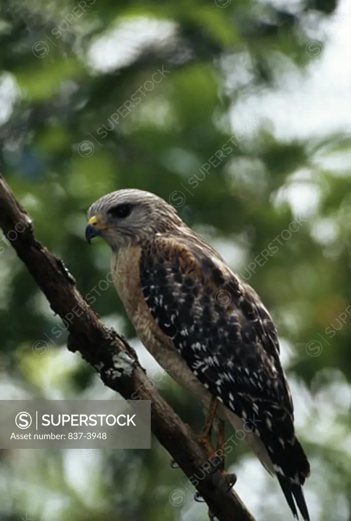 Close-up of a Red-Shouldered hawk (Buteo lineatus) perching on a branch