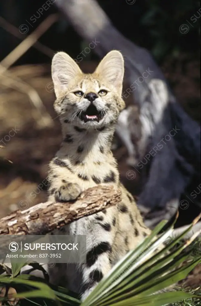Serval (Felis serval) in a forest