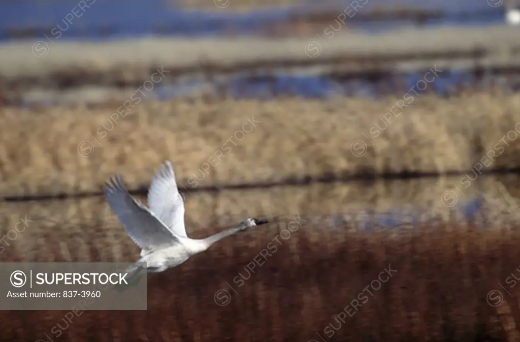 Trumpeter swan (Cygnus buccinator) flying over a lake