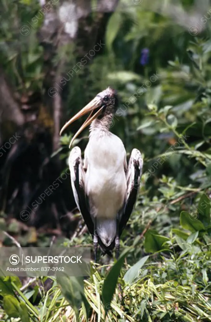 Close-up of a Wood stork (Mycteria americana)