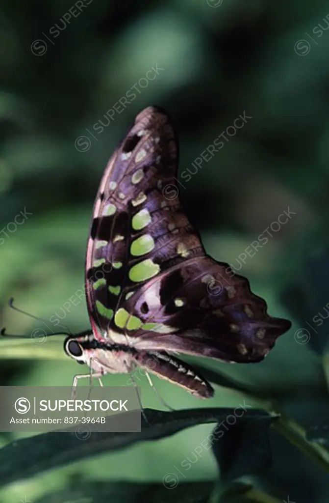 Tailed Jay butterfly (Graphium agamemnon) on a leaf