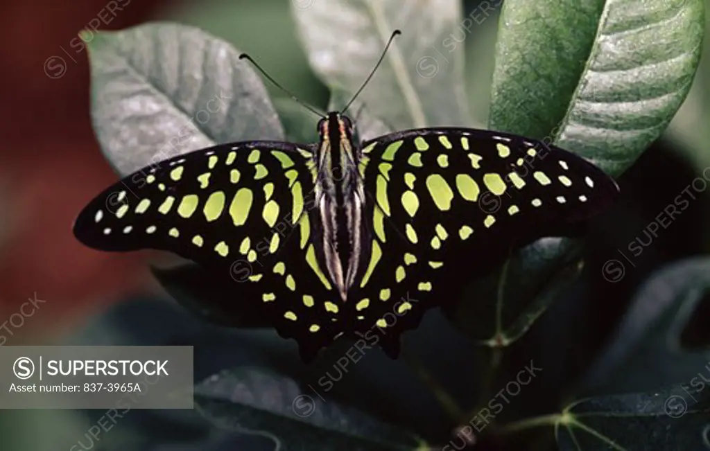 Tailed Jay butterfly (Graphium agamemnon) on a leaf