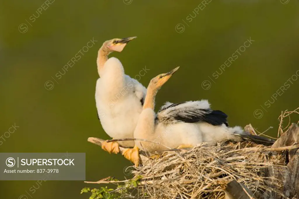 Anhinga (Anhinga anhinga) chicks in nest
