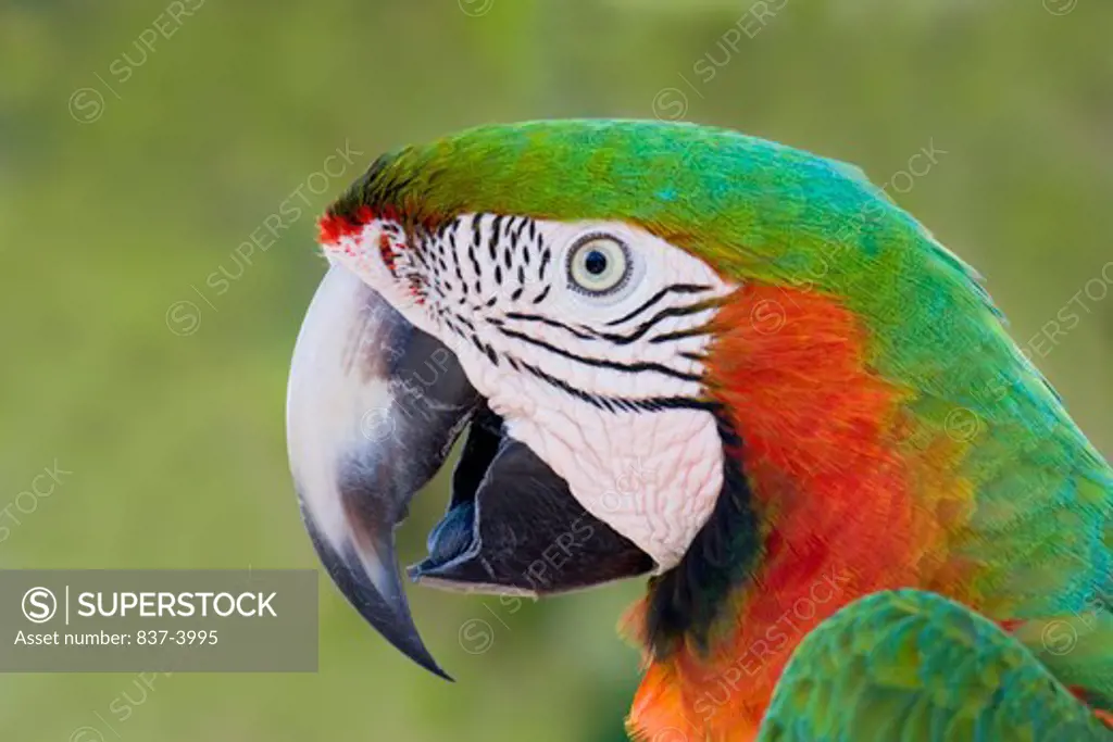 Catalina Macaw, A hybrid of a Scarlet Macaw and a Blue and Gold Macaw