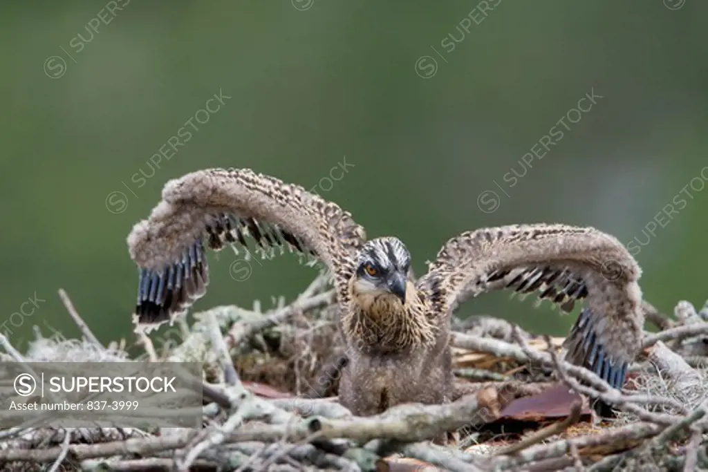 Osprey (Pandion haliaetus) chick in its nest