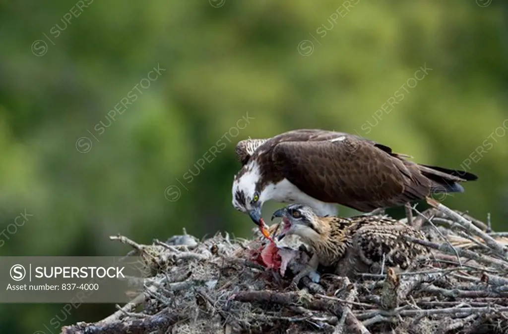 Osprey (Pandion haliaetus) feeding its chick in its nest