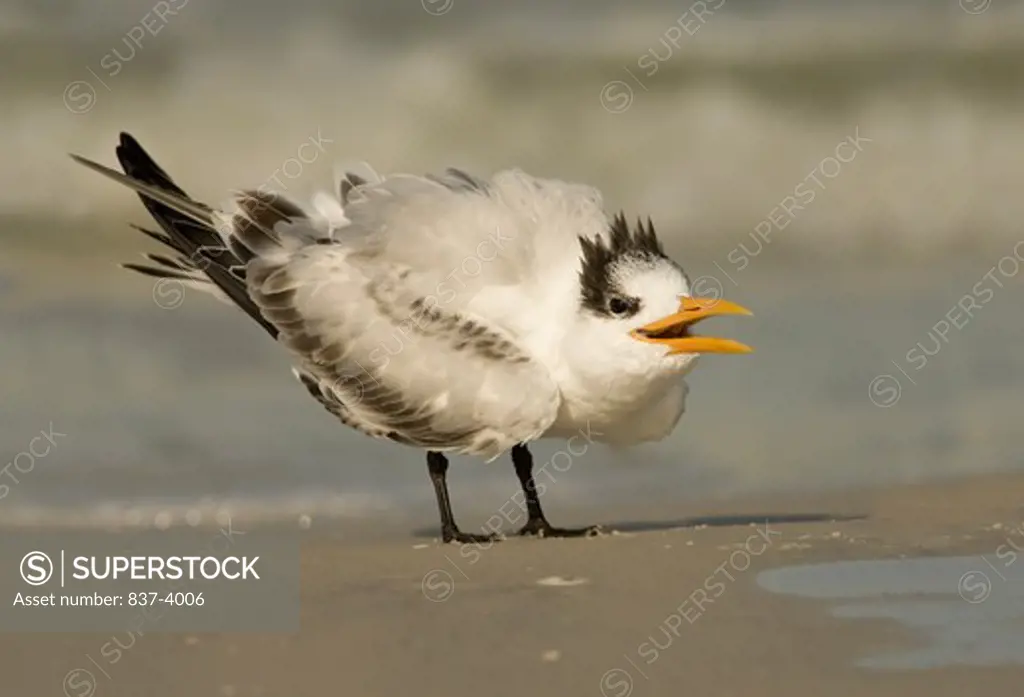 Royal Tern (Sterna maxima) making a food begging call