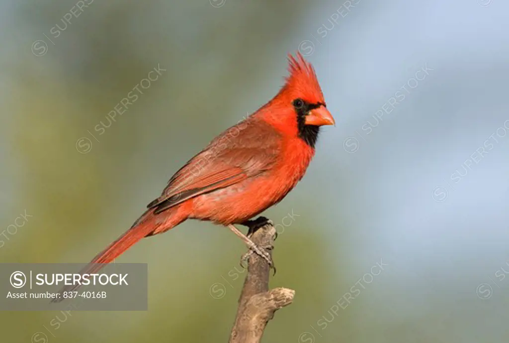 Male Northern cardinal (Cardinalis cardinalis) perching on a branch