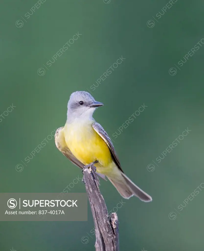 Couch's Kingbird (Tyrannus couchii) perching on a branch