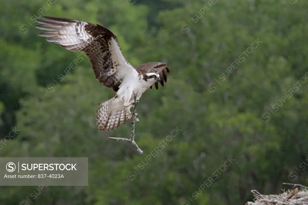 Osprey (Pandion haliaetus) landing in its nest