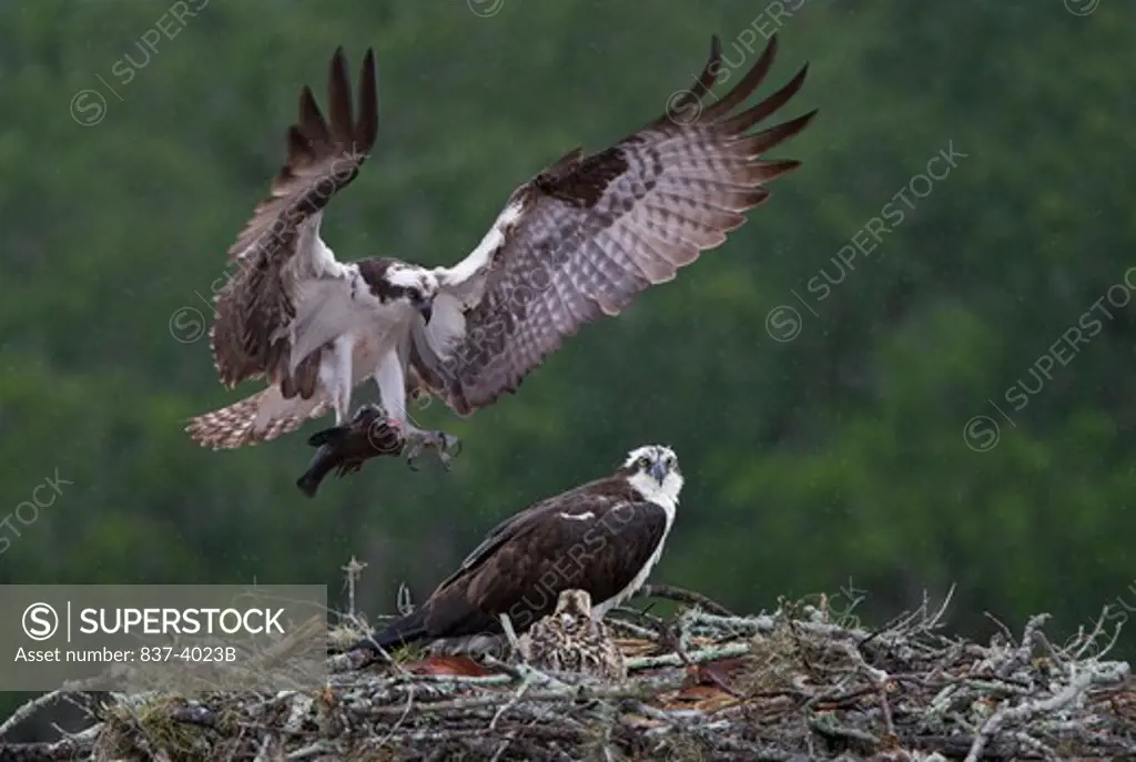 Osprey (Pandion haliaetus) with fish clutched in its claws gliding down towards its chicks in nest