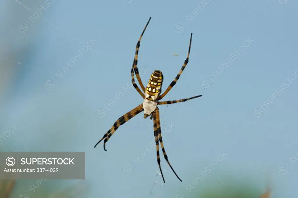 Close-up of a Black and yellow Garden spider (Argiope aurantia)