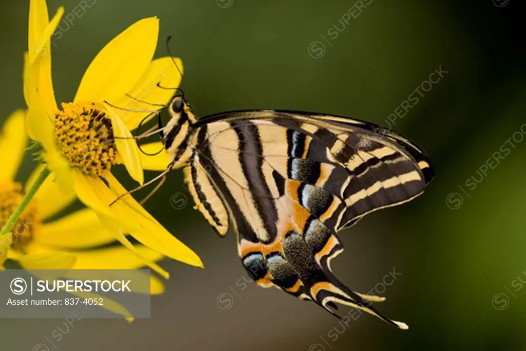Three-Tailed tiger swallowtail butterfly (Papilio pilumnus) pollinating a flower