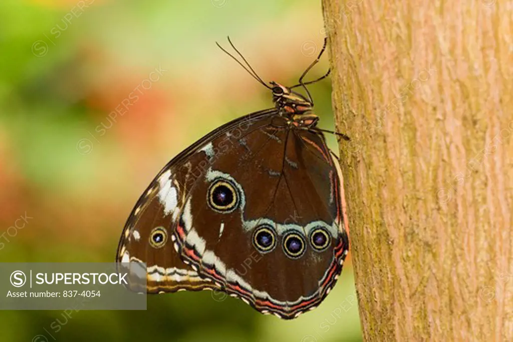 Close-up of a Peleides Blue Morpho butterfly (Morpho peleides) on a tree trunk