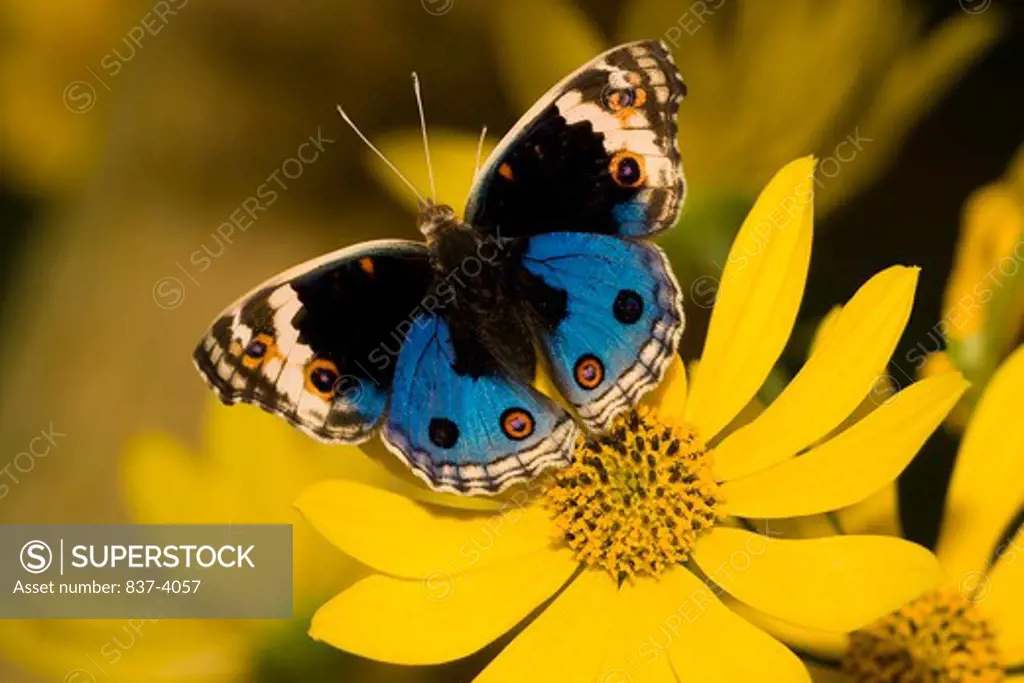 Blue Pansy butterfly (Junonia orithya) pollinating a flower
