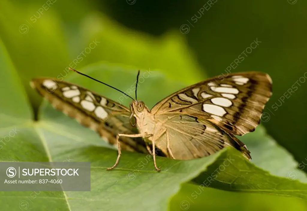 Clipper butterfly (Parthenos sylvia) on a leaf, Malaysia