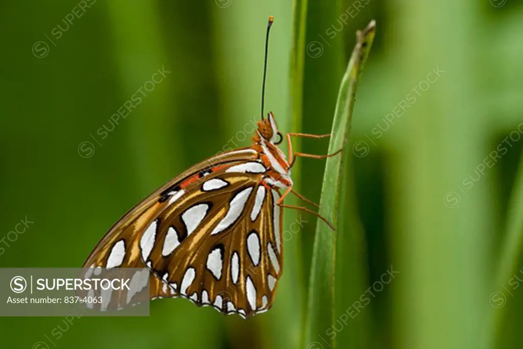 Gulf Fritillary butterfly (Agraulis vanillae) perching on a leaf