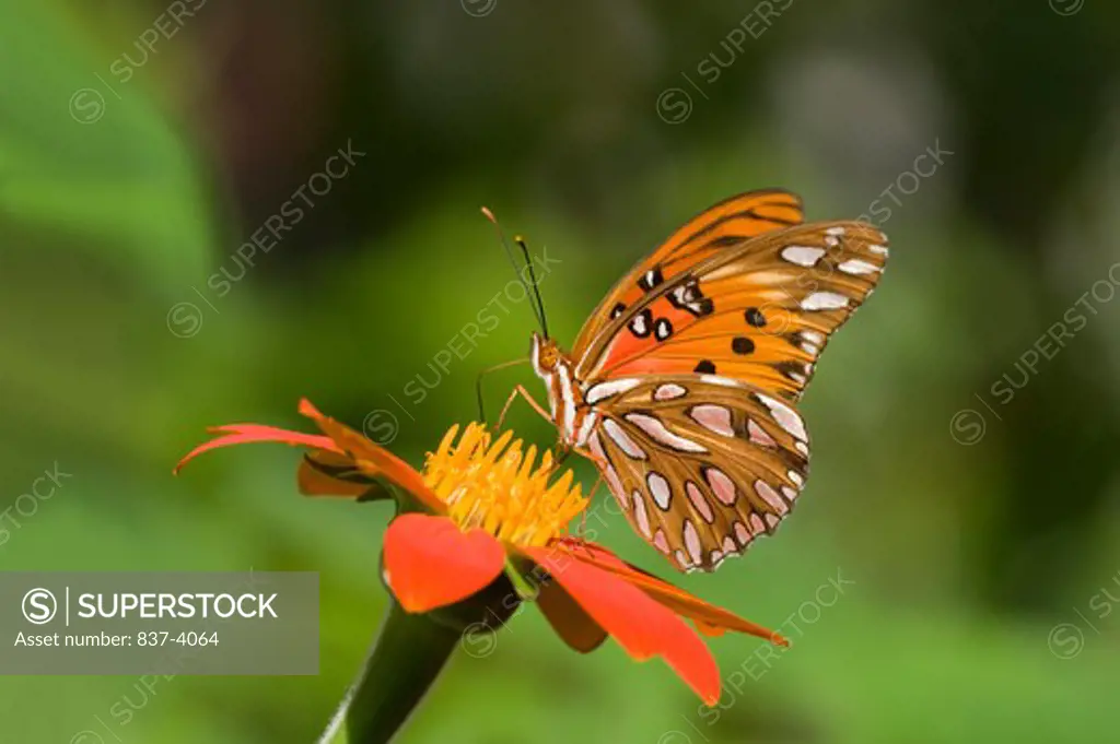 Gulf Fritillary butterfly (Agraulis vanillae) perching on Mexican sunflower (Tithonia rotundifolia)