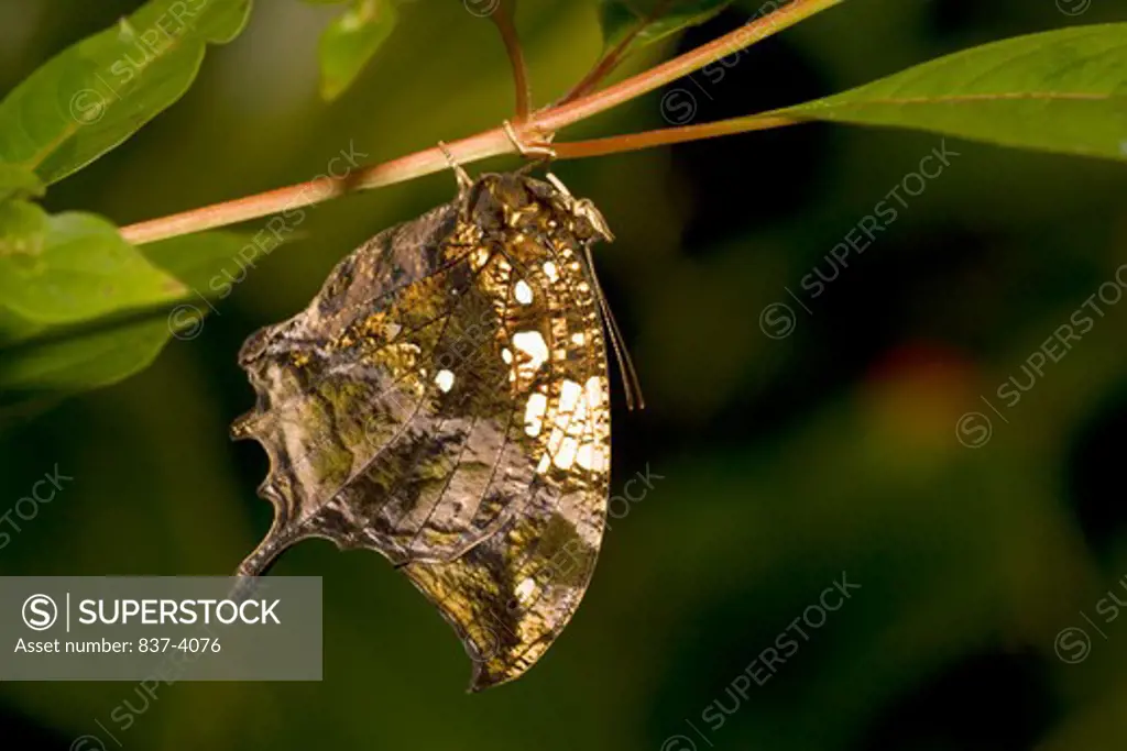 Silver-Studded Leafwing butterfly (Hypna clytemnestra) perching on a twig