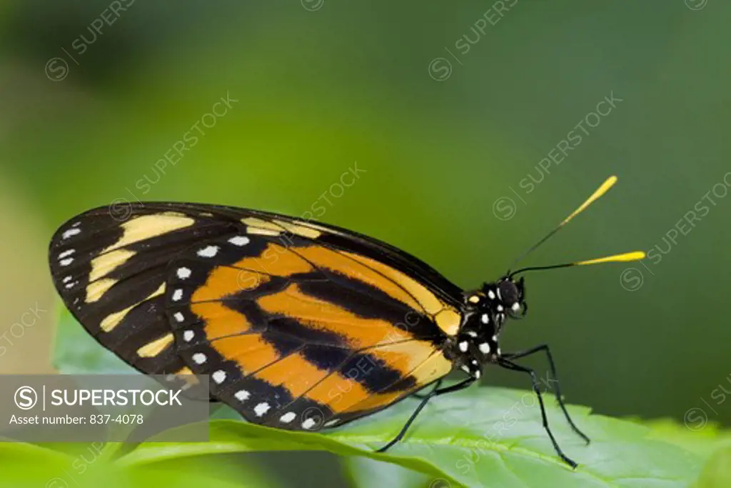 Tiger Mimic-Queen butterfly (Lycorea Cleobaea) perching on a leaf
