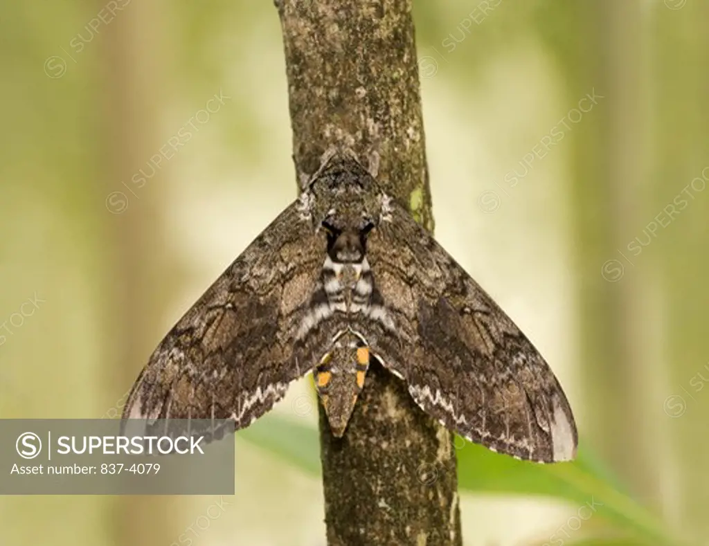 Tobacco Hornworm moth (Manduca sexta) perching on a tree trunk