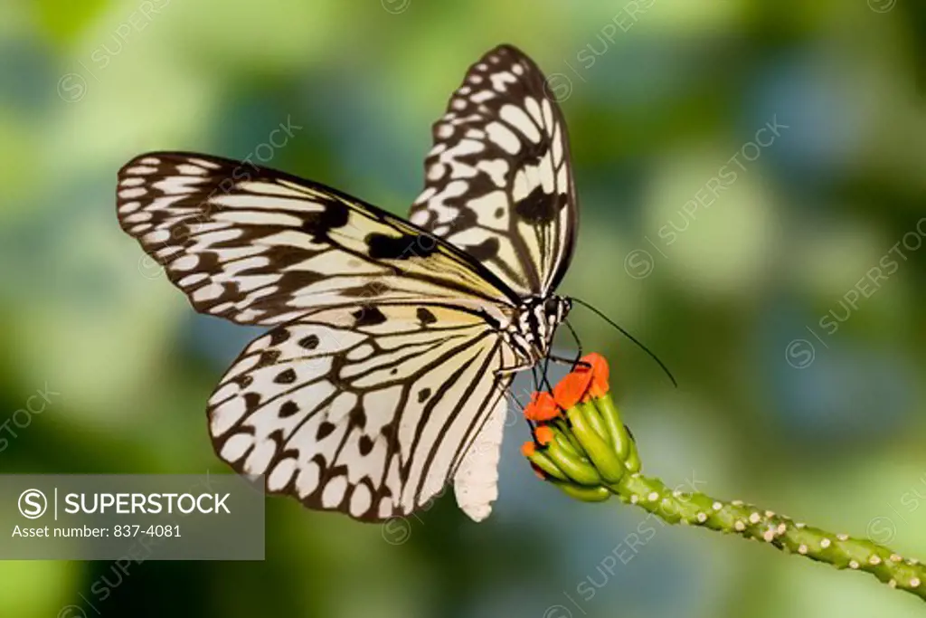 Paper Kite butterfly (Idea leuconoe) pollinating a flower