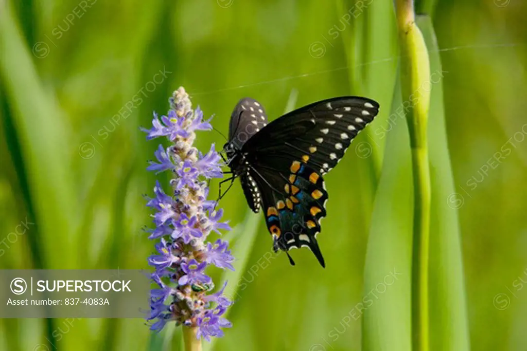 Black Swallowtail butterfly (Papilio polyxenes) pollinating a pickerel weed flower