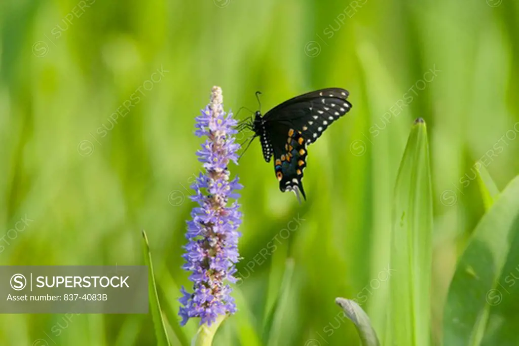 Black Swallowtail butterfly (Papilio polyxenes) pollinating a pickerel weed flower