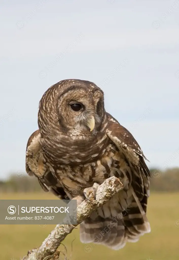 Close-up of a Barred owl (Strix varia)
