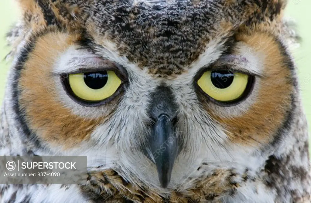 Close-up of a Great Horned owl (Bubo virginianus)