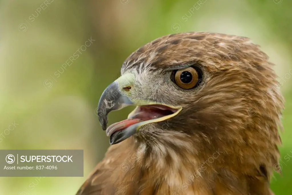 Close-up of a Red-Tailed hawk (Buteo jamaicensis)