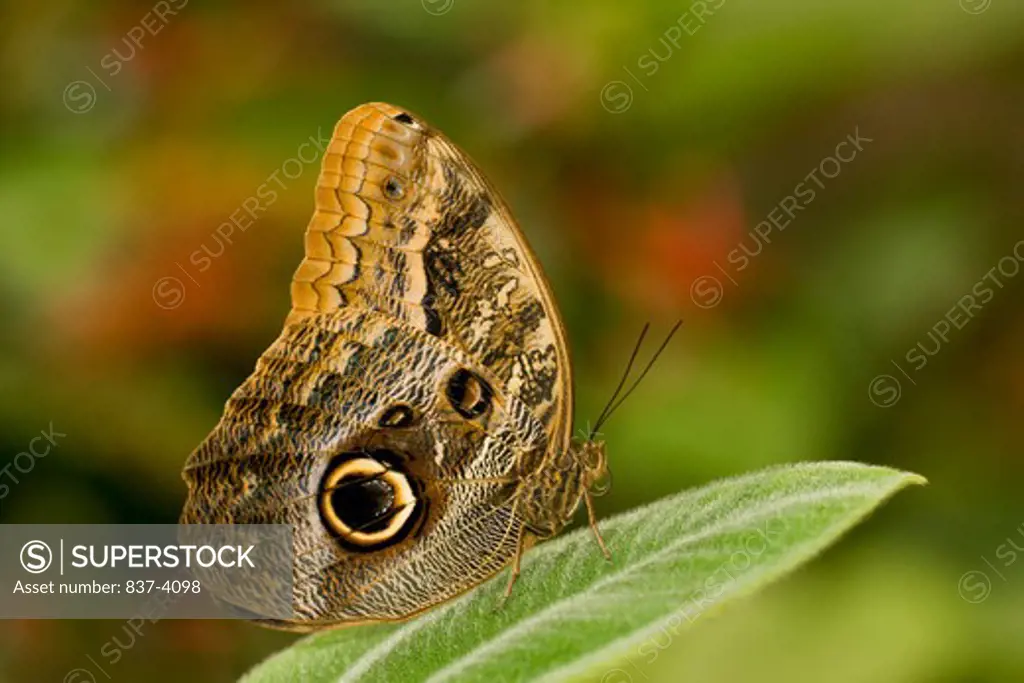 Close-up of an Owl butterfly (Caligo memnon)