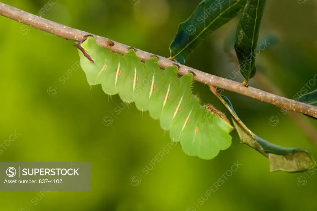 Polyphemus Moth caterpillar (Antheraea polyphemus) on a twig