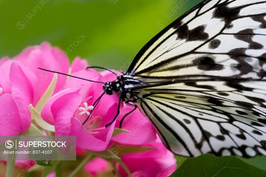 Close-up of a Paper Kite butterfly (Idea leuconoe)