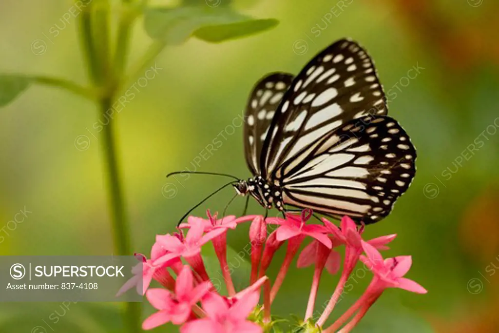 Paper Kite butterfly (Idea leuconoe) pollinating a flower