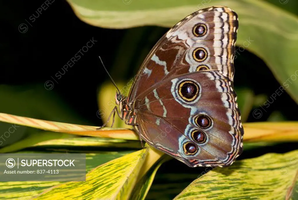 Peleides Blue Morpho butterfly (Morpho peleides) perching on a plant