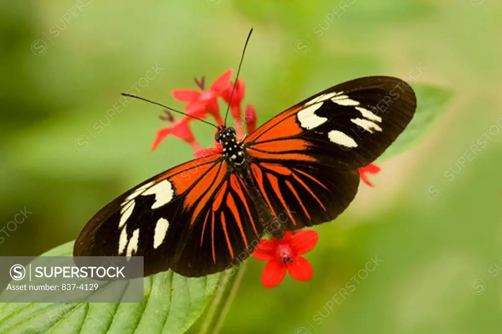 Postman butterfly (Heliconius melpomene madeira) pollinating a flower