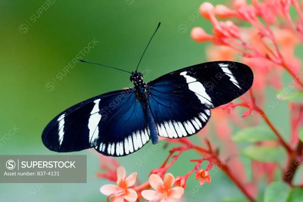 Sara Longwing butterfly (Heliconius sara) pollinating a flower