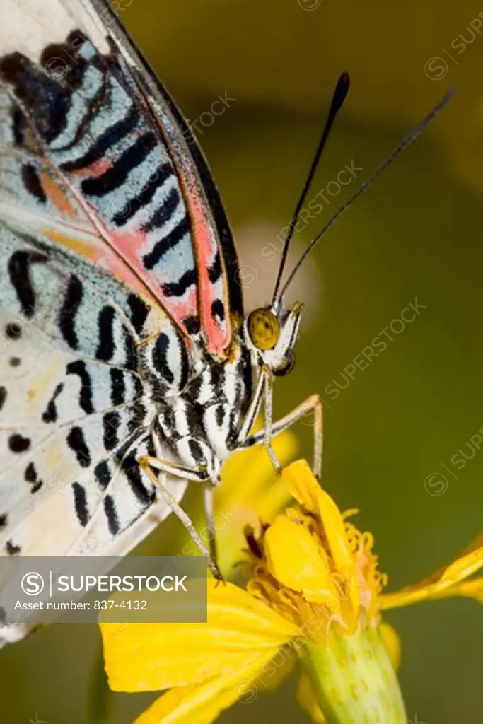 Leopard Lacewing butterfly (Cethosia cyane) pollinating a flower