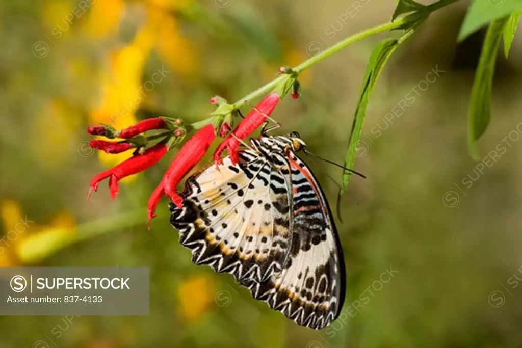 Leopard Lacewing butterfly (Cethosia cyane) pollinating a flower