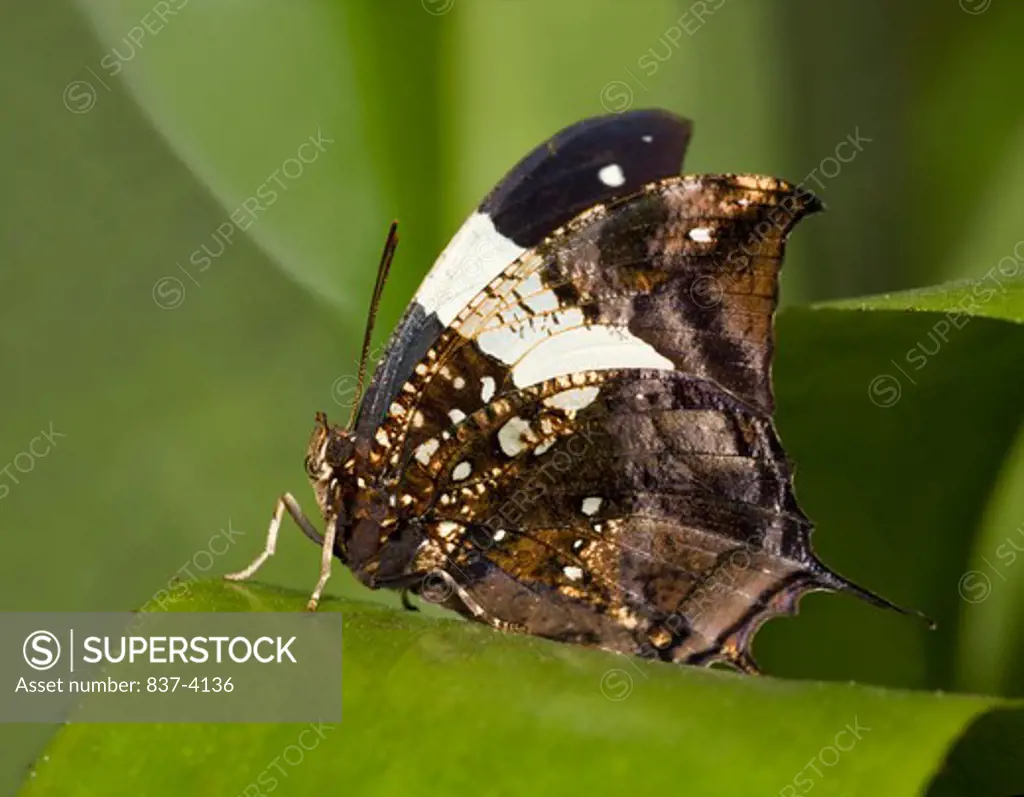Close-up of a Silver-studded Leafwing butterfly (Hypna clytemnestra)