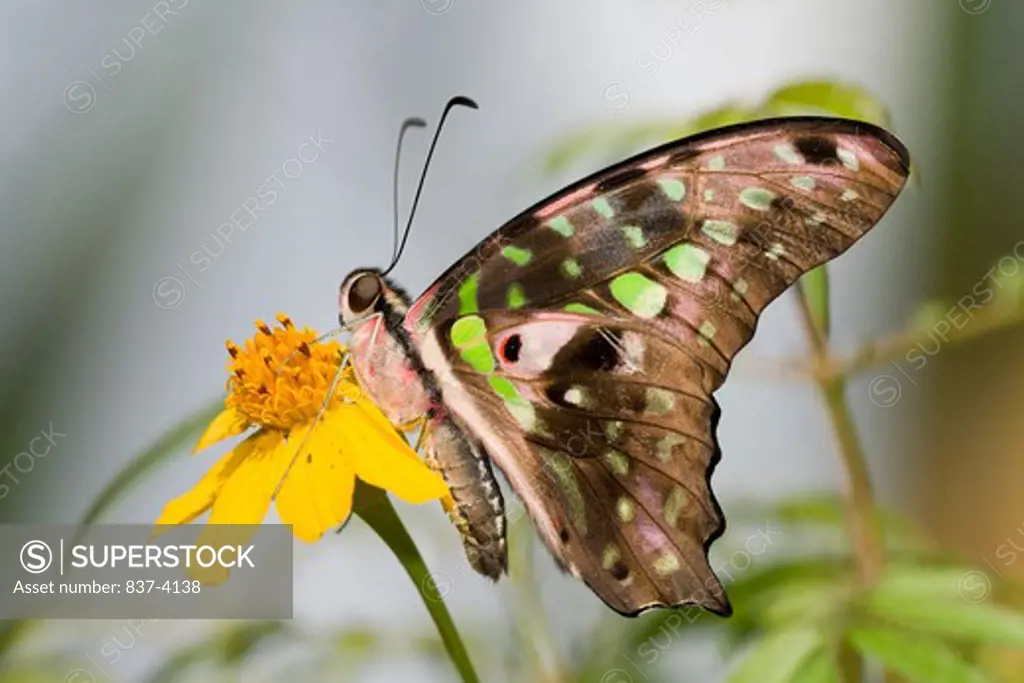 Tailed Jay butterfly (Graphium agamemnon) pollinating a flower