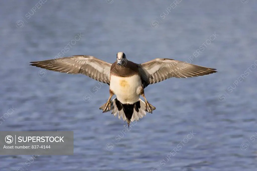 Male American wigeon (Anas americana) in flight