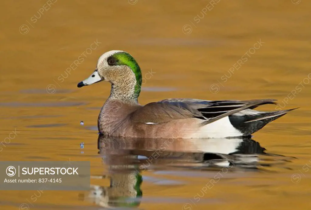 Male American wigeon (Anas americana) in water