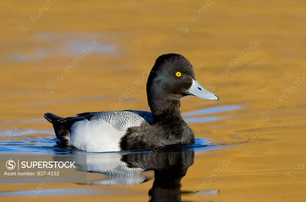 Lesser Scaup (Aythya affinis) in water