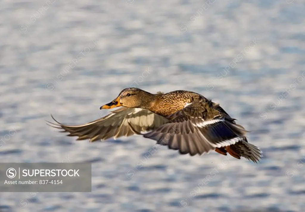 Female Mallard duck (Anas platyrhynchos) in flight