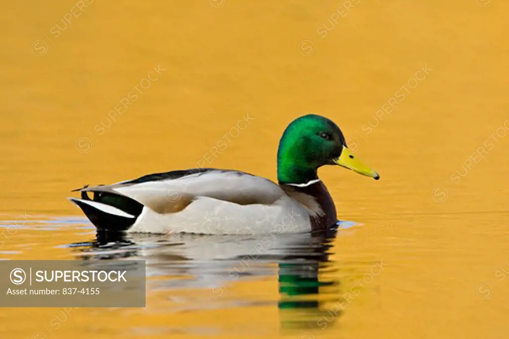 Male Mallard duck (Anas platyrhynchos) in water