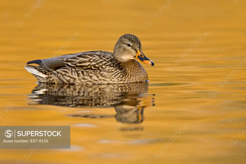 Female Mallard duck (Anas platyrhynchos) in water